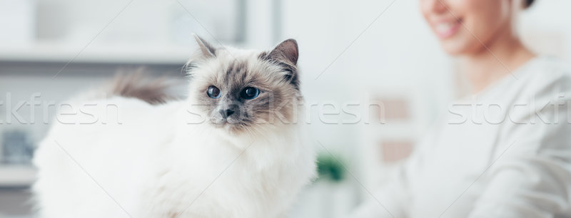 Lovely cat posing Stock photo © stokkete