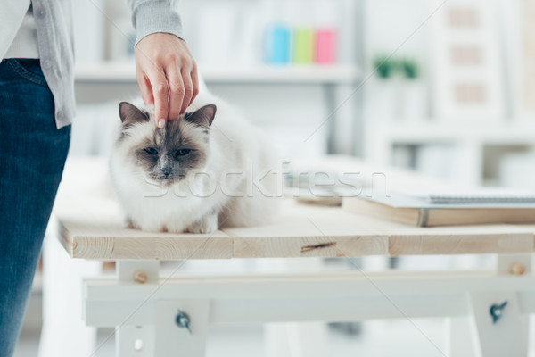 Kadın kedi ev tablo oda iç Stok fotoğraf © stokkete