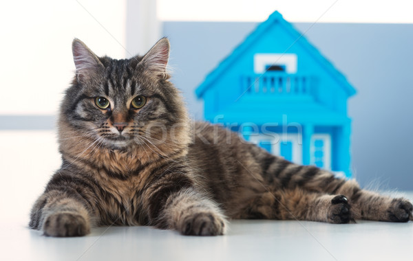 Pisică model casă frumos prezinta birou Imagine de stoc © stokkete