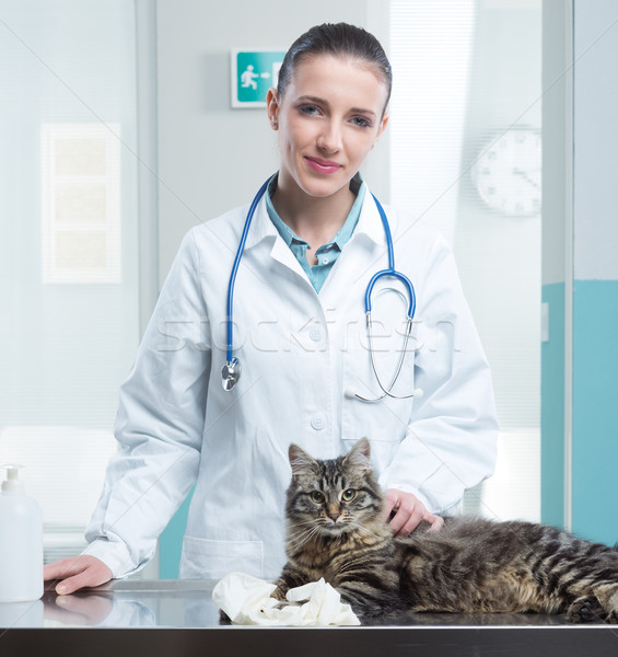 Medicul veterinar pisică tineri femeie veterinar Imagine de stoc © stokkete