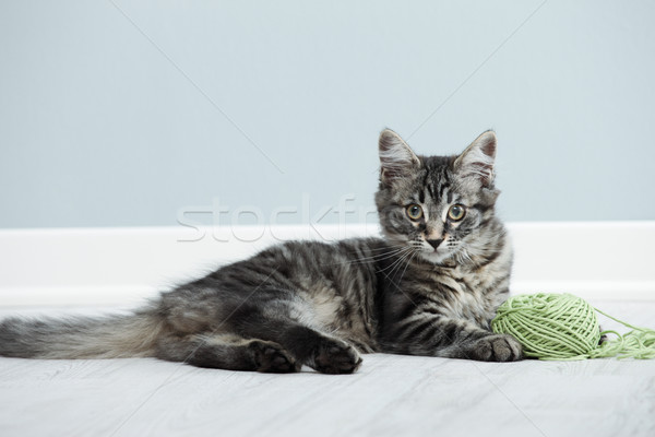 Stock photo: Playful kitten