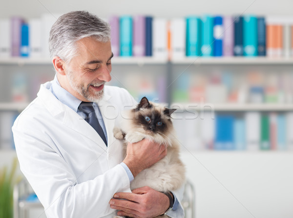 Gato veterinário clínica belo médico Foto stock © stokkete