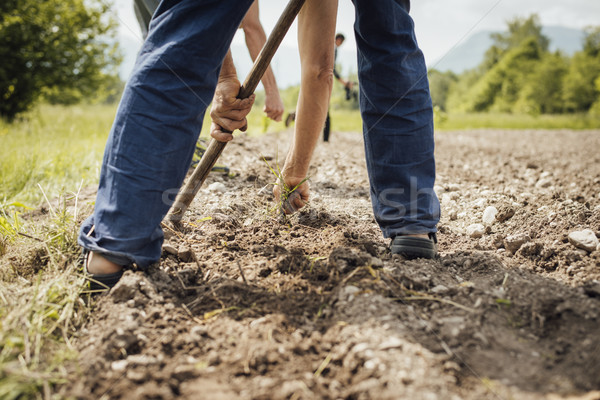 Farmers working in the fields Stock photo © stokkete