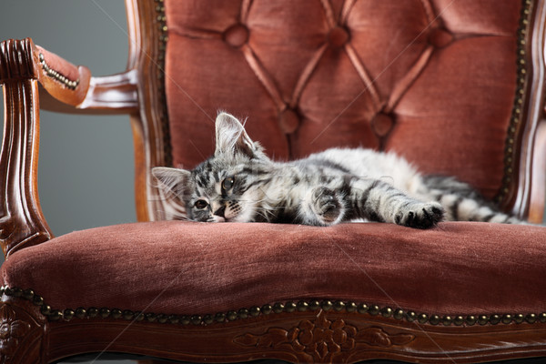 Foto stock: Relaxar · bonitinho · gatinho · relaxante · barroco · poltrona