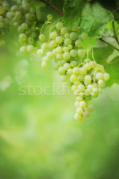 Bunches of grapes Stock photo © stokkete