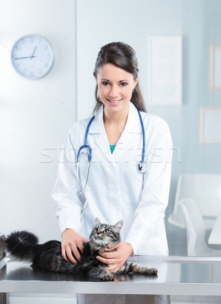 Veterinary caring of a cute cat Stock photo © stokkete