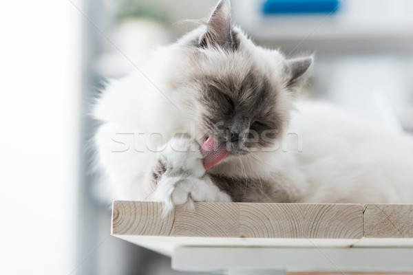 貓 桌面 爪子 寵物 家 頭髮 商業照片 © stokkete
