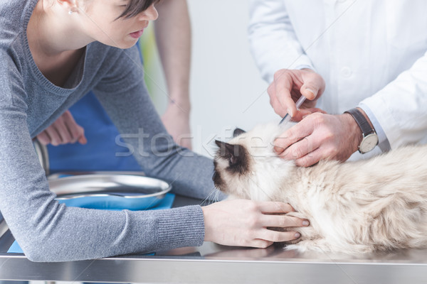 Lekarz weterynarii wstrzykiwań domowych kot chirurgiczny tabeli Zdjęcia stock © stokkete