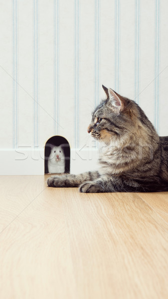 Mouse pisică afara gaură perete frumos Imagine de stoc © stokkete