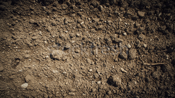 Fertile suolo campo texture Foto d'archivio © stokkete