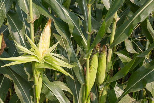 Close up corn on the stalk  Stock photo © stoonn
