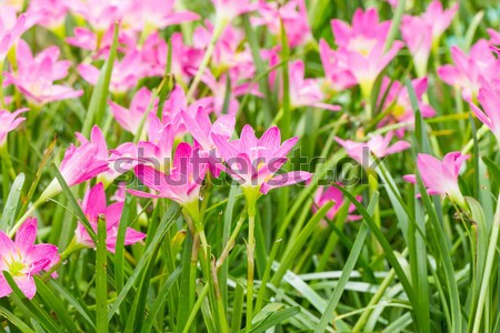 Rain lily flower in garden Stock photo © stoonn