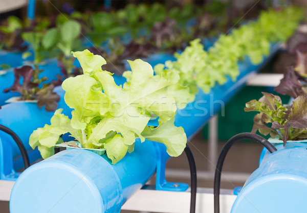 Organic hydroponic vegetable  in greenhouse Stock photo © stoonn
