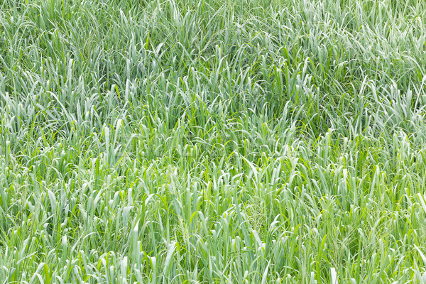 Grünen Gras Bereich Natur Gras Wald Stock foto © stoonn