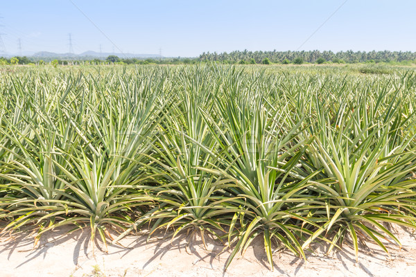 [[stock_photo]]: Ananas · plantation · vert · été · jour