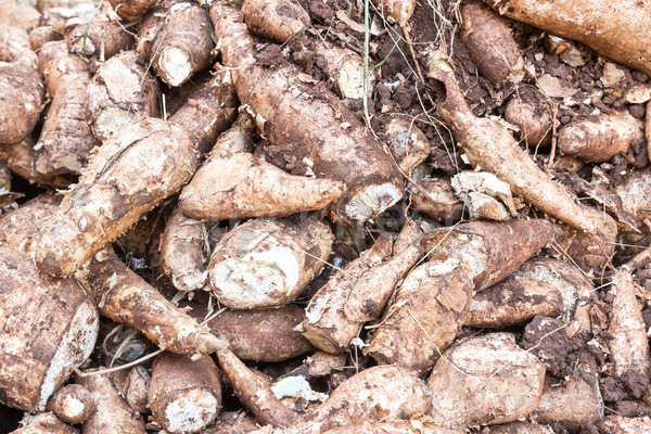 Stock photo: Cassava root