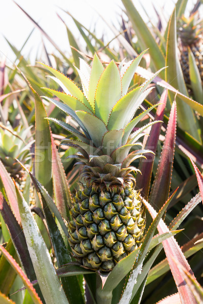 Stockfoto: Ananas · plantage · groene · zomer · dag