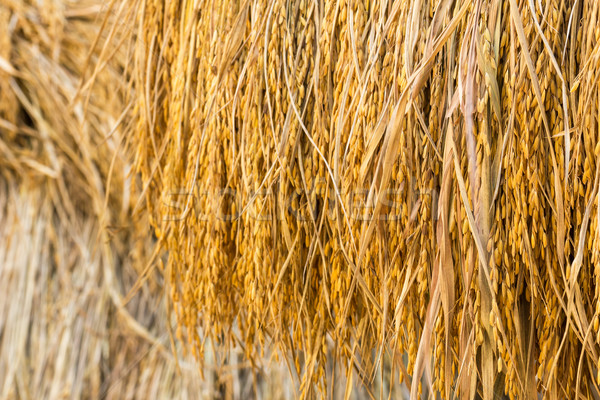 Dry paddy rice Stock photo © stoonn