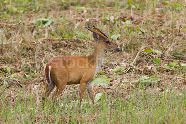 Barking deer in nature  Stock photo © stoonn