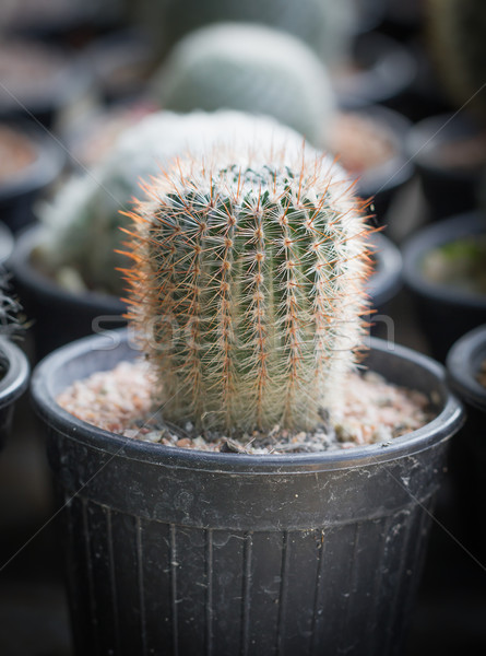 Klein cactus pot tuin aarde Stockfoto © stoonn
