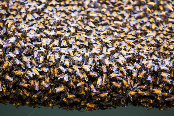 Méhek bent méhkaptár közelkép munka dolgozik Stock fotó © stoonn