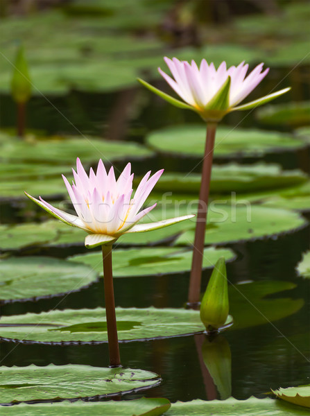 Water lily in the pond Stock photo © stoonn