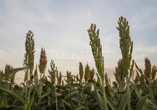Sorghum in field Stock photo © stoonn