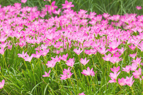 Pink rain lily flower Stock photo © stoonn