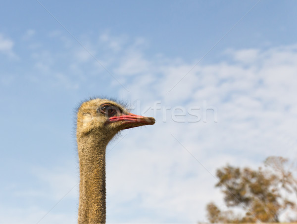 Portrait autruche ciel bleu oeil visage [[stock_photo]] © stoonn