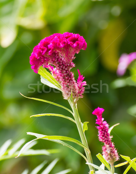 Cockscomb flower Stock photo © stoonn