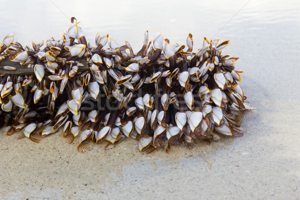 Gooseneck Barnacles Stock photo © stoonn