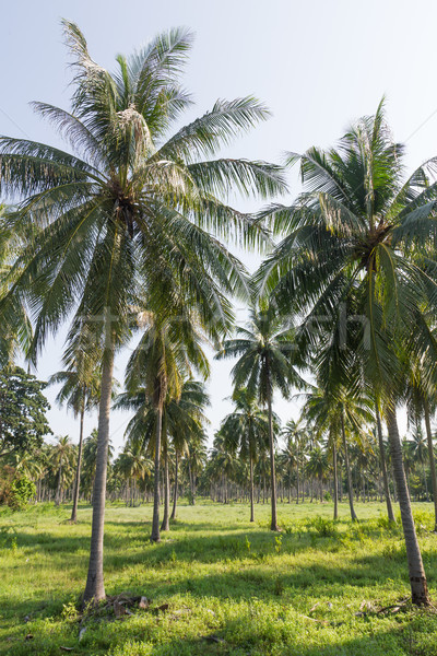 Coconut plantation Stock photo © stoonn