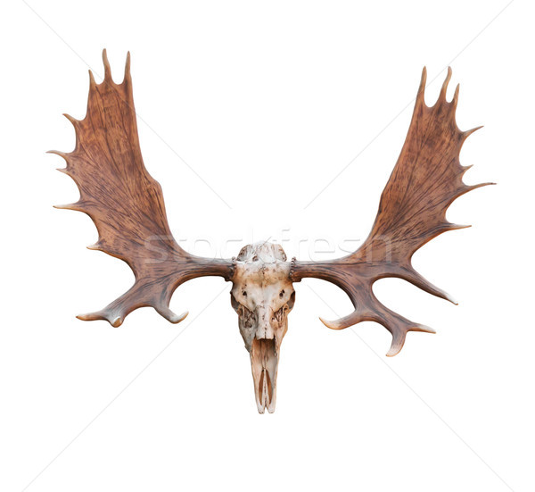 Skull Moose Stock photo © stoonn
