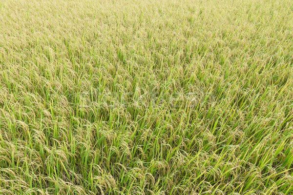 Close up top view rice fields Stock photo © stoonn