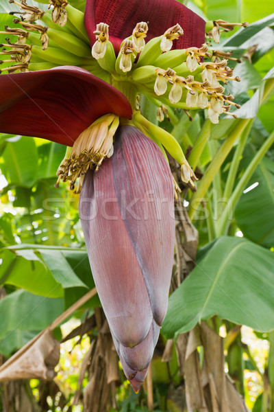 Banana blossom and bunch on tree Stock photo © stoonn