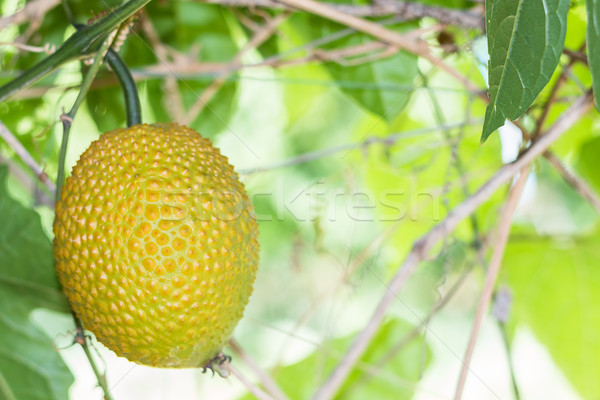 Primăvară amar fruct castravete copil grădină Imagine de stoc © stoonn