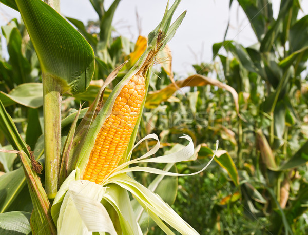 Corn on the stalk Stock photo © stoonn