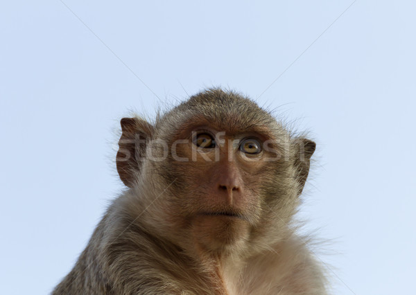  Portrait monkey Stock photo © stoonn
