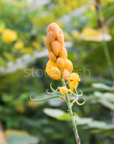 Christmas candle,Ringworm Bush Flower Stock photo © stoonn