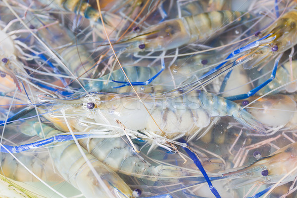 Fresh prawn shrimp in water on the market  Stock photo © stoonn