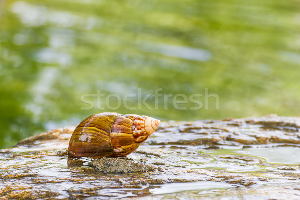 Snail on the stone in garden  Stock photo © stoonn