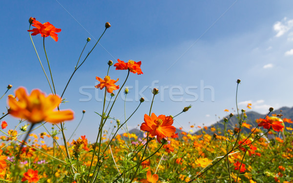 Jardin de fleurs ciel bleu ciel fleur jardin fond Photo stock © stoonn