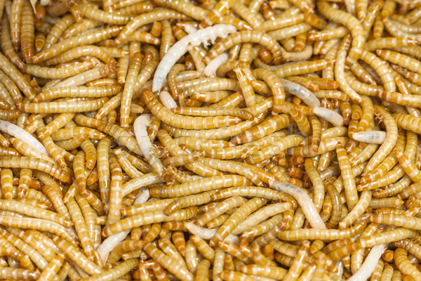 Yemek ad böcek bilim sahne hayvan Stok fotoğraf © stoonn