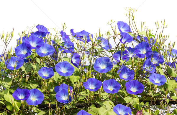 Blauw ochtend glorie bloem natuur bloei Stockfoto © stoonn