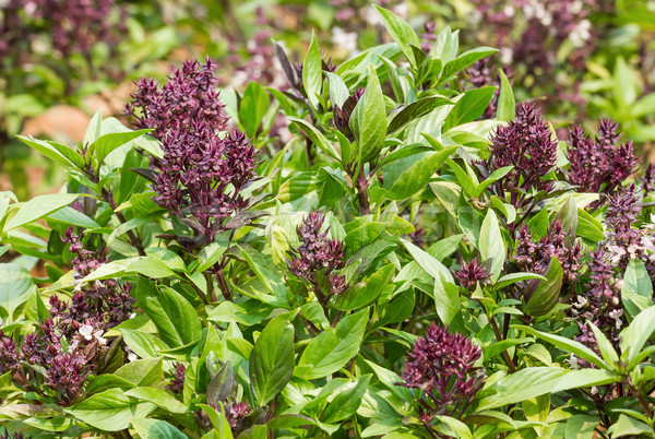 Basilico fiore fresche piantagione medici natura Foto d'archivio © stoonn