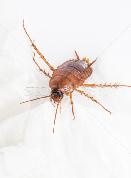 Hamamböceği beyaz ölü yalıtılmış arka plan Stok fotoğraf © stoonn