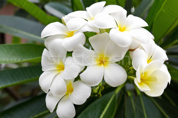 Lan fleur belle fleur blanche Thaïlande fleurs Photo stock © stoonn