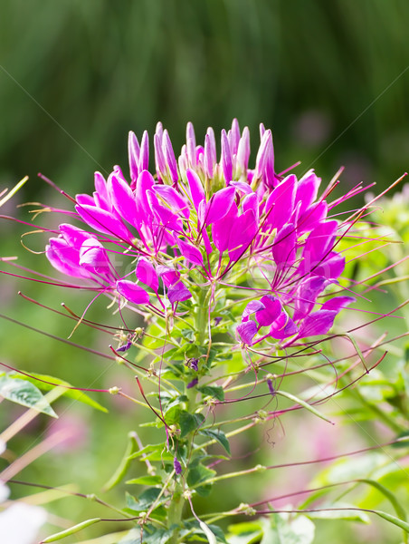 Pembe örümcek çiçek bahar manzara yaz Stok fotoğraf © stoonn