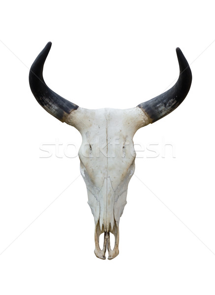 Buffalo skull Stock photo © stoonn