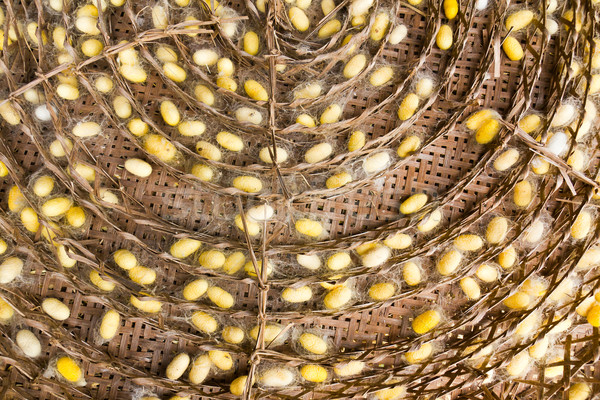  Silk worms factory Stock photo © stoonn